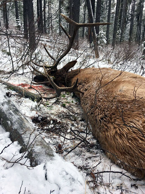 elk kill